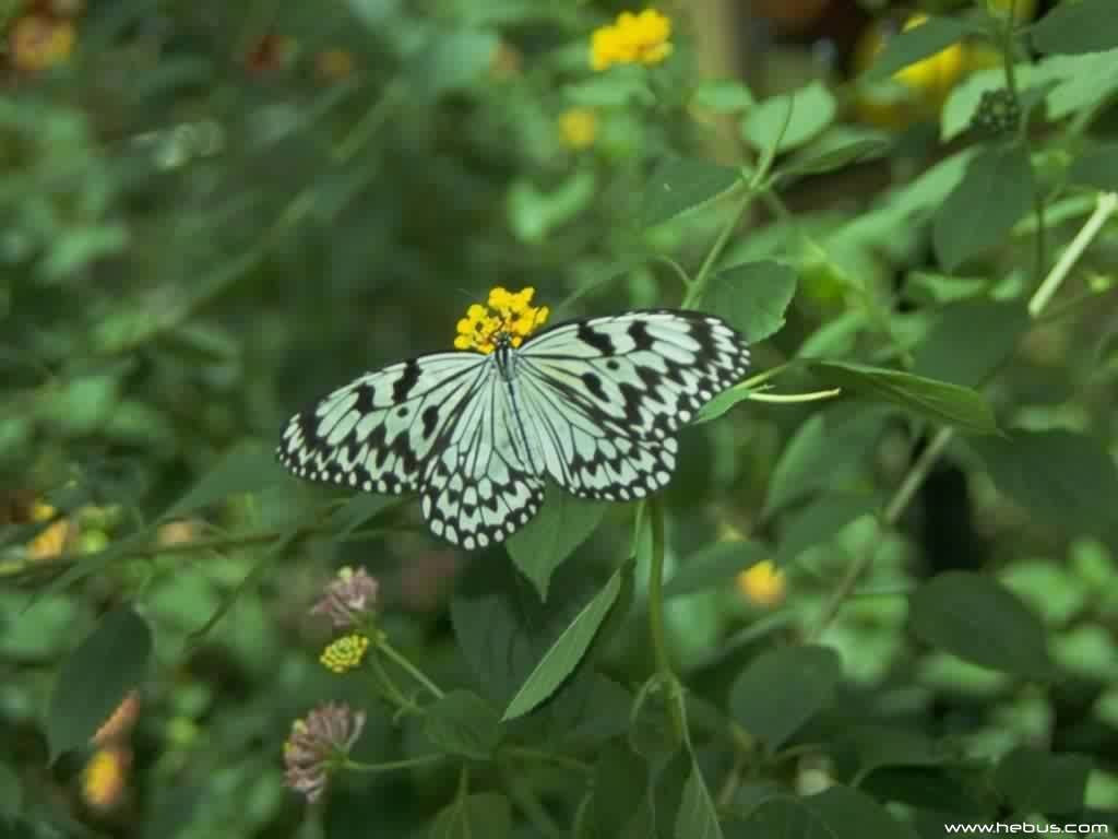 Papillons - 004